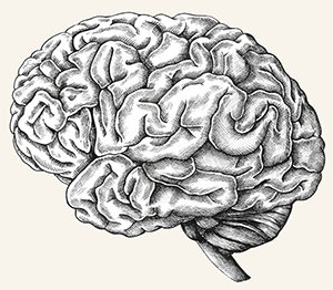 illustration brain